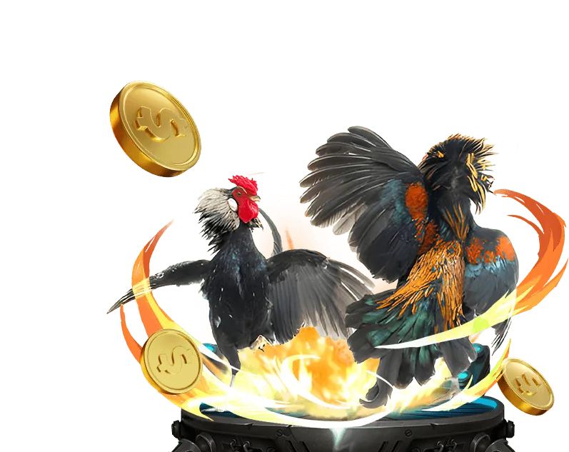 Cá cược đá gà trực tiếp, trận đấu